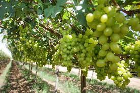 Green Brazilian Grape Fruit Seeds for Planting - Grow Unique Tropical Grapes, Heirloom Seeds