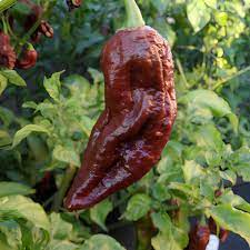 Black Bhut Jolokia Chile Pepper Seeds for Planting - heirloom & Non-GMO Seeds