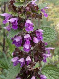 Purple Horehound Flower Seeds for Planting - 100 pcs