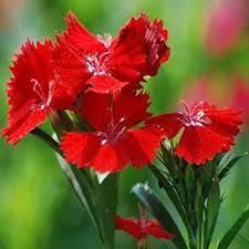 blue rare flower seeds