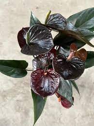 Anthurium ‘Black Queen’ Plant Seeds - Heirloom, Non-GMO, High Germination Organic Garden Seeds for Planting