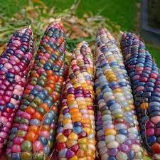 Glass Gem Rainbow Corn Seeds for Planting – Heirloom, Non-GMO, Colorful Organic Popcorn Garden Seeds