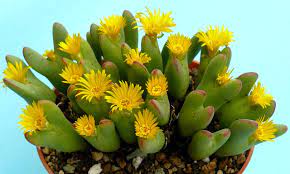 Conophytum Bilobum kaktusfrø til plantning - 100 stk