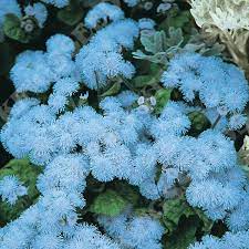 Ageratum Ball Sky blue Flower seeds for planting – Heirloom and Non-GMO garden seeds