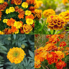 goldfields flower flower seeds