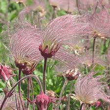Prairie Flower Seeds for Planting – Heirloom, Non-GMO Wildflower Mix for Pollinator-Friendly Gardens