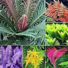 Mixed Colour Fern Pteridophyta Plant Seeds for Planting 100 pcs