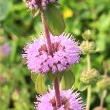 Violet Pennyroyal Flower Seeds for Planting - 100 pcs