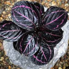 Black Calathea Planting Seeds for Garden,Heirloom & Non-GMO Seeds