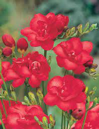 Red Freesia Flower Seeds for Planting - 100 pcs