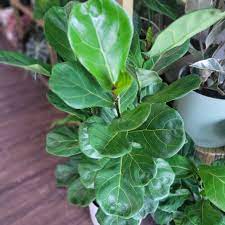 Green Ficus Lyrata Tree Seeds for Planting - 100 pcs