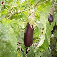 Aubergine eller Aubergine De Barbentane grøntsagsfrø til plantning