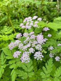 Chaerophyllum Flower Seeds for Planting - 100 pcs