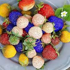 Rainbow Strawberry Fruit Seeds for Planting - Grow Unique, Colorful Strawberries in Your Garden