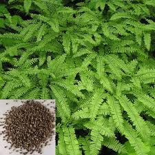 Light Green Fern Plant Seeds for Planting - 100 pcs