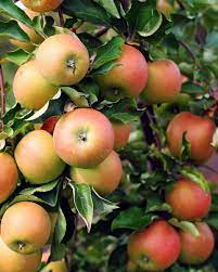 Jonagold Apple Fruit Seeds for Planting -  a Variety of Orchard Apple Trees