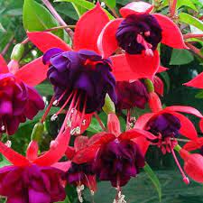 Black Pink Fuchsia Hybrida Flower Seeds - 100 pcs