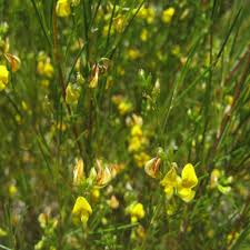 Aspalathus blomsterfrø til udplantning, 100 stk