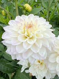 White Swan Dahlia Flower Seeds for Planting, 100 pcs