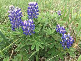 Lupinus Nootkatensis Flower Seeds for Planting - 100 pcs