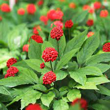 Korean Ginseng (Panax ginseng) Seeds for Planting – Heirloom, Non-GMO Medicinal Herb for Energy, Immunity & Vitality