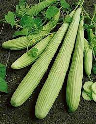 Armenian Pale Green Cucumber Seeds for Planting - heirloom & Non-GMO Seeds