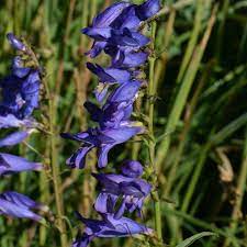 Penstemon Blomsterfrø til Plantning 100 stk