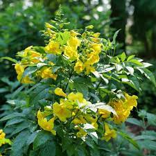 Yellow Madia Flower Seeds for Planting - 100 pcs