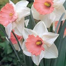 Pink Narcissus Blomsterfrø til udplantning - 100 stk