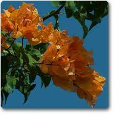 Bougainvillea Orange Flower Seeds for Planting - 100 pcs