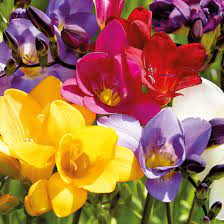 Blandede farve freesia blomsterfrø til plantning 100 stk