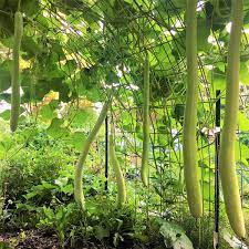 Zucchetta Heirloom Non-GMO Vegetable Seeds for Planting