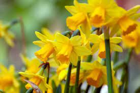 Narcissus Blomsterfrø Tykke Gule til udplantning, 100 stk