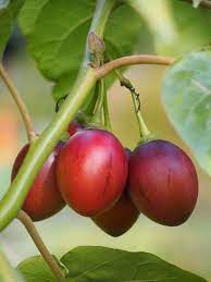 Red Tamarillo Fruit Seeds for Planting - Growing Exotic Trees, Heirloom & Non-GMO Seeds for Home Garden