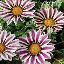 Pink Blue Gazania Flower Seeds for Planting - 100 pcs