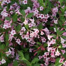 Mixed Weigela Flower Seeds 100 pcs