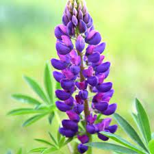 Lupine Flower Seeds for Planting, Purple, 100 pcs