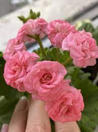 pink pink flower seeds