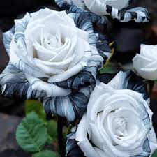 Black and White Rose Flower Seeds for Planting – Heirloom Non-GMO High Germination Organic Garden Seeds