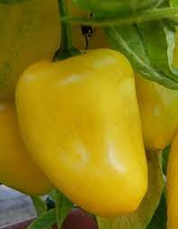 Rocoto Yellow (Rocoto Amarillo) Pepper Seeds – 100 pcs Heirloom, Non-GMO, High Germination Organic Garden Seeds