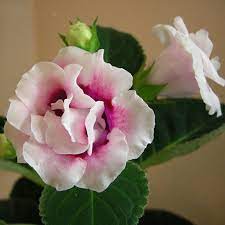 Light Pink Gloxinia Flower Seeds for Planting - 100 pcs