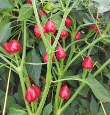 Dundicut Chili Seeds for Planting - 100 pcs