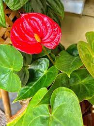 Green Anthurium Flower Seeds for Planting 100 pcs