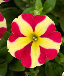 Red & Yellow Petunia Seeds for Planting - Heirloom, NON-GMO Flower Seeds - Vibrant Garden Blooms