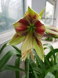 Lysegule Hippeastrum blomsterfrø til udplantning - 100 stk