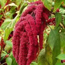 amaranthus caudatus flower seeds