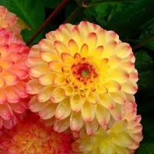 Red Yellow Dahlia Flower Seeds for Planting - 100 pcs