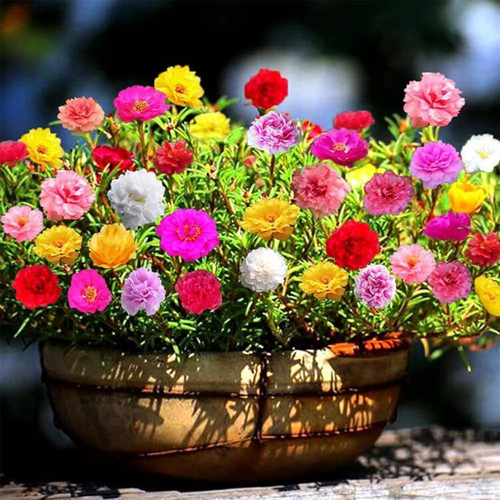 Portulaca Moss Rose Seeds – Heirloom, Non-GMO, High Germination Organic Garden Flower Seeds for Planting