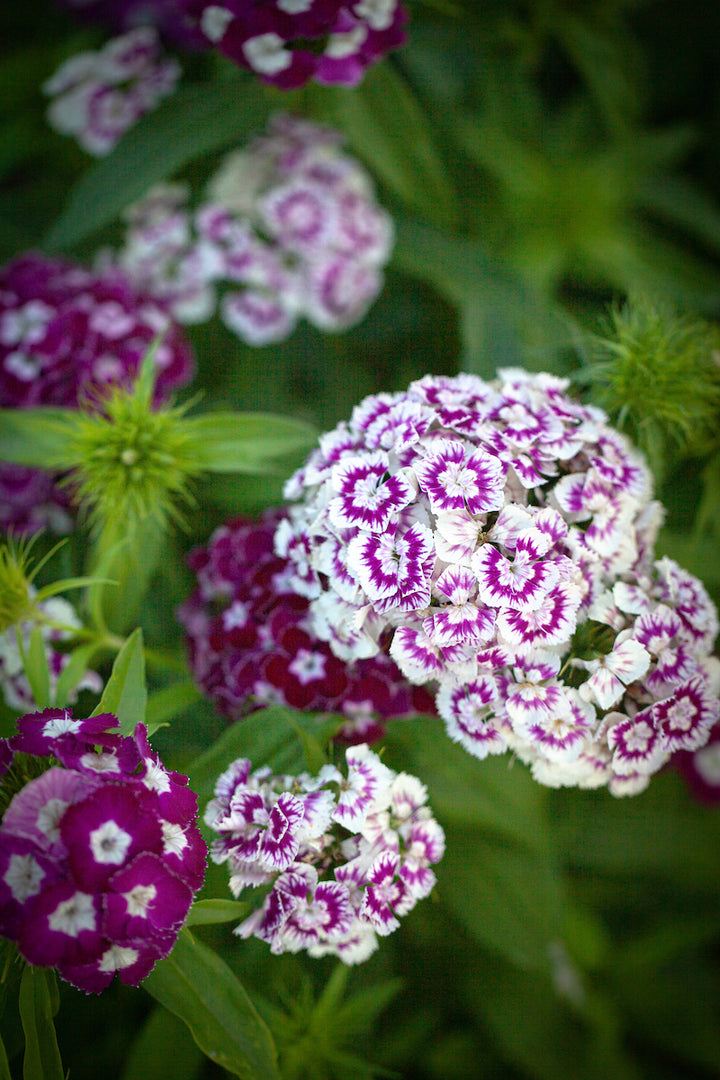 Organic Dianthus Flower Seeds Purple & White for Planting – Heirloom, Non-GMO