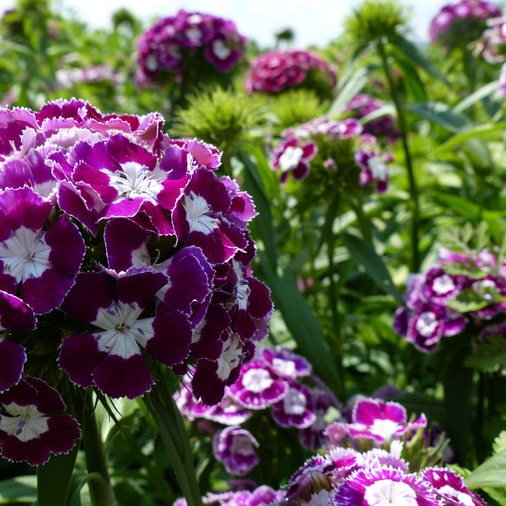 Organic Dianthus Flower Seeds Purple & White for Planting – Heirloom, Non-GMO